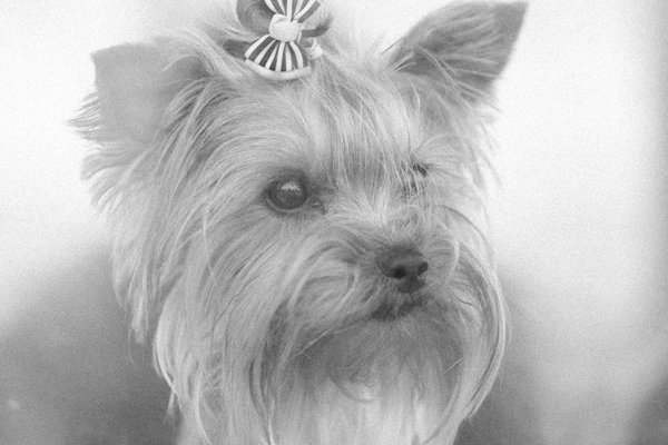 Animalcareexperiencehub