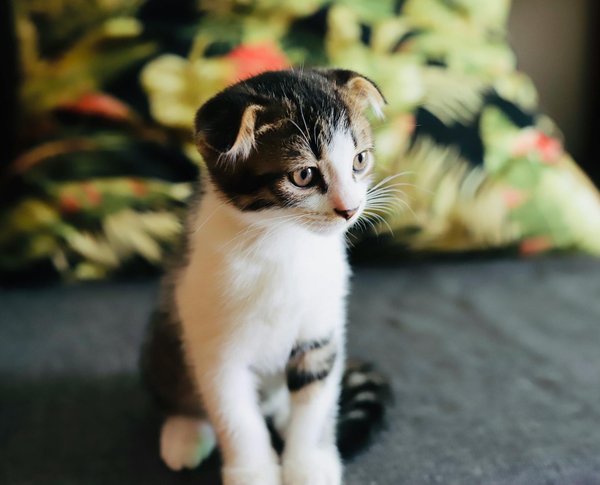 Guide complet sur le shar-pei chinois : caractéristiques et entretien essentiel