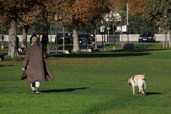 Comprendre les raisons de l'abandon des chats