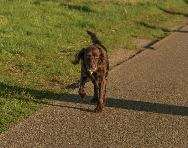 Les avantages et les inconvénients d'avoir un chiot