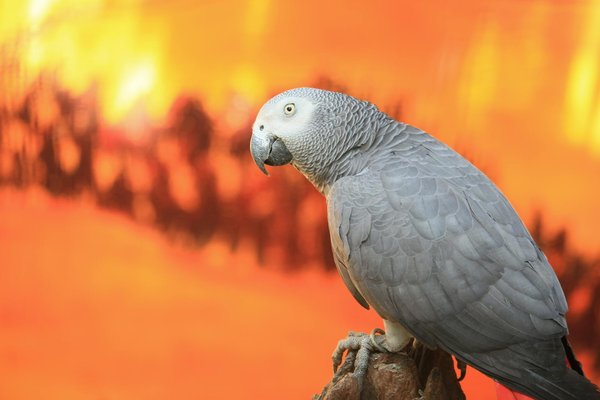 Les différentes races de chiots et leurs caractéristiques