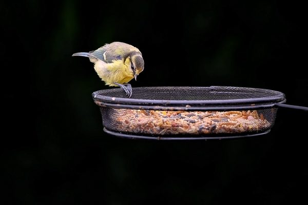 Les nourritures pour oiseaux : un choix essentiel pour leur santé