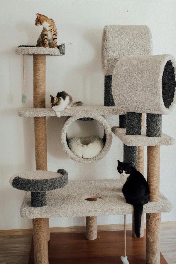 Achat arbre à chat : trouvez le modèle parfait pour votre félin